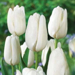 Hakuun White Tulip Thumbnail